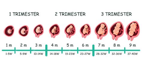Cronología De La Etapa Del Embarazo Del Desarrollo Del Crecimiento Del