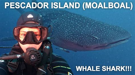 Diving With A Whale Shark In Pescador Island Moalboal Because We