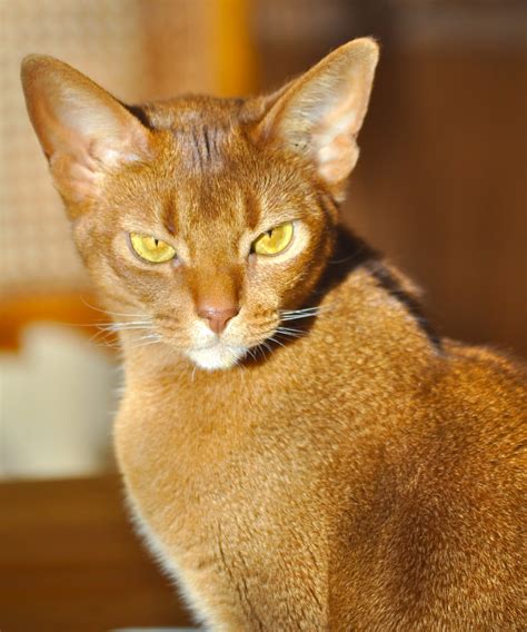 Free Cat Images Amber Colored Cat Eyes