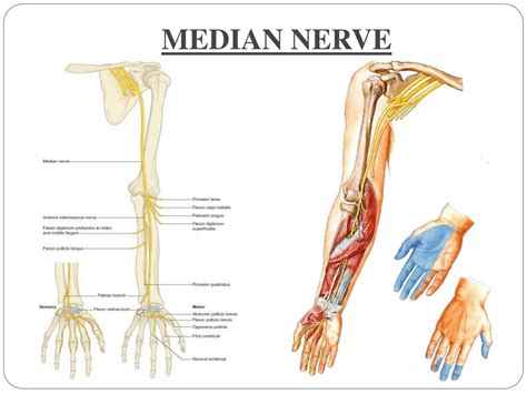 Ppt Nerves Of Upper Limb Their Lesions Powerpoint Presentation Id F