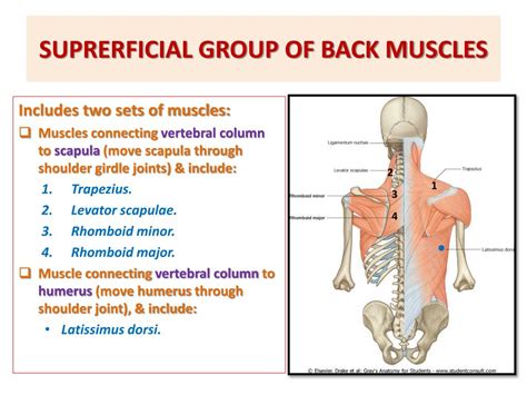 Ppt Muscles Of The Back Powerpoint Presentation Free Download Id