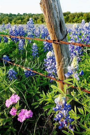 Texas designated the bluebonnet as the official state flower in 1901. I love wildflowers, especially blue bonnets. | Texas ...