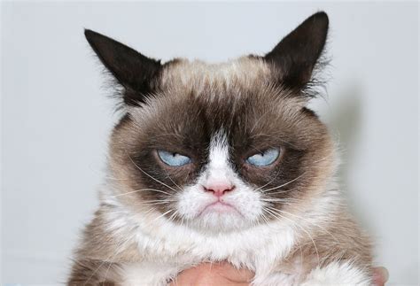 Grumpy Cat Procès Millions