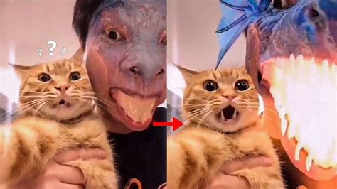 Funny And Adorable Cats Reactions Try Not To Laugh 3 Nocats Nolife