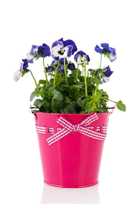 3263 Pansy Pot Stock Photos Free And Royalty Free Stock Photos From