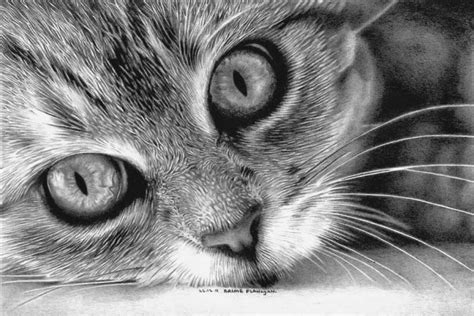 Learn how to draw realistic animal pictures using these outlines or print just for coloring. 20+ Beautiful Realistic Cat Drawings To inspire you - Fine Art and You
