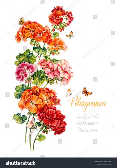 Botanical Geranium Watercolor Illustration Stock Illustration 1095718967