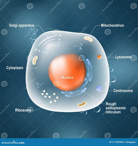 Anatomie Van Dierlijke Cel Vector Illustratie Illustration Of Dier