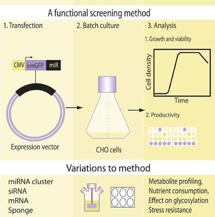 A Screening Method To Assess Biological Effects Of Microrna