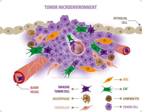 Tumor Microenvironment By Graphiquescience On Deviantart