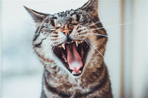 Yawning (oscitation) most often occurs in adults immediately before and after sleep, during tedious activities and as a result of its contagious quality. Are Yawns Really Contagious? | Vermont Public Radio