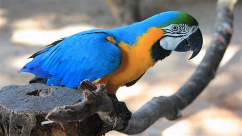 869730 4k Birds Parrots Ara Genus Tree Stump Rare Gallery Hd