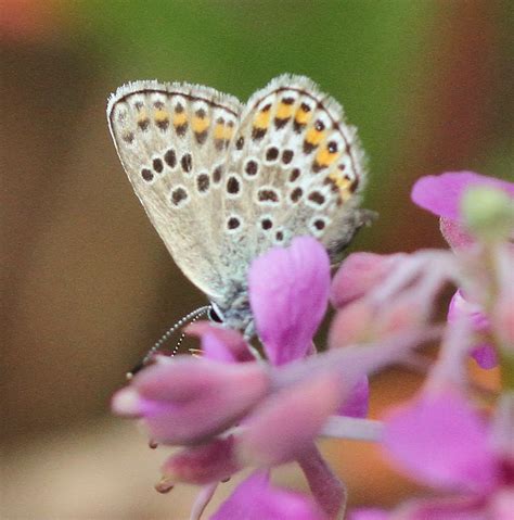 Silver Studded Blue Butterflies At Prees Heath Shropshire Angela