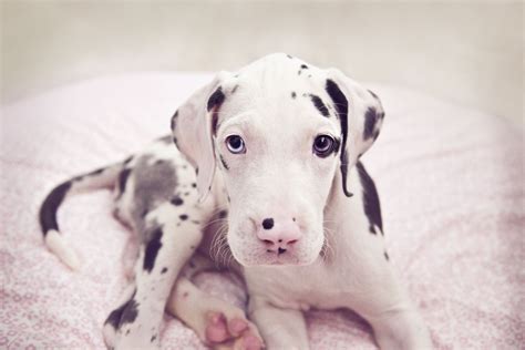 How old is a great dane? Montery our 8 week old great dane puppy ... | Great dane ...