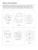 Cell cycle and mitosis coloring sheet. Mitosis Coloring Sheet printable pdf download