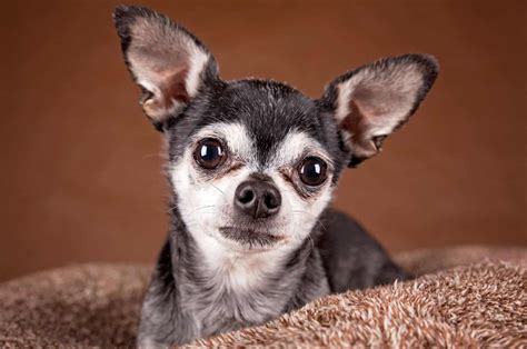 Top 5 Apple Head Chihuahua Breeders In The U S