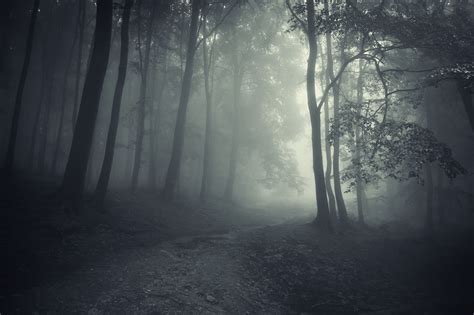 Spooky Forest Wallpaper Images