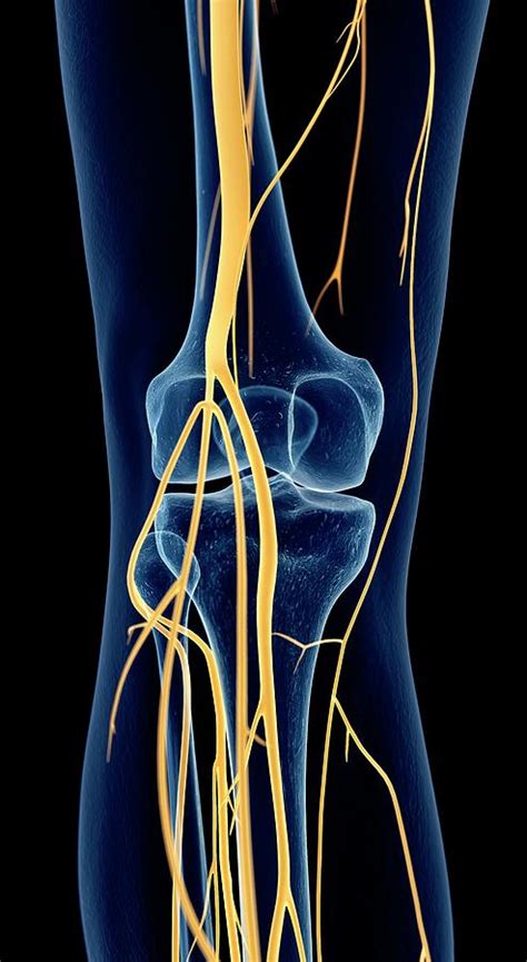 Human Knee Nerves Photograph By Sebastian Kaulitzkiscience Photo