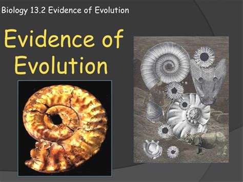 Ppt Biology 132 Evidence Of Evolution Powerpoint Presentation Free