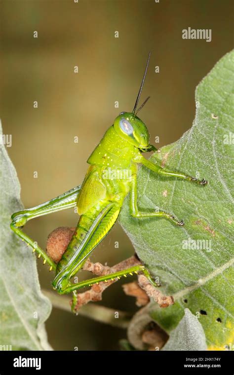 Giant Grasshopper Valanga Irregularis Also Known As Giant Valanga Or Hedge Grasshopper Bright