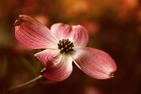 Dogwood Blossom Photograph By Jessica Jenney Pixels
