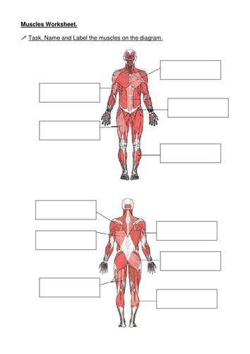 34 Muscular System Diagram Worksheet - Wire Diagram Source Information