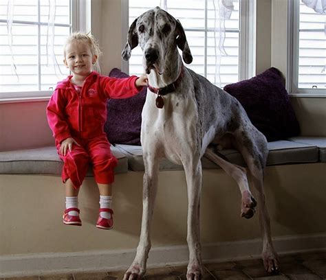 22 Little Kids And Their Big Dogs