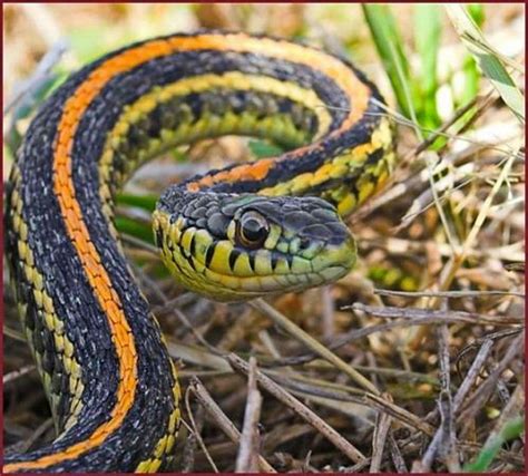 The Plains Garter Snake Thamnophis Radix Found On The Canadian