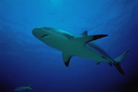 Wallpaper Animals Underwater Great White Shark Ocean Reef