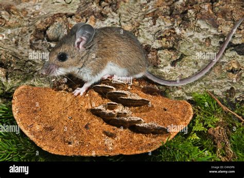 Deer Mouse Peromyscus Maniculatus Native North American Rodent Ranges