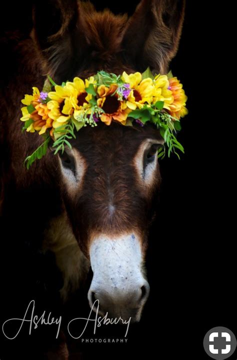 She Is Beautiful With Her Crown Of Flowers Cute Donkey Donkey Pics