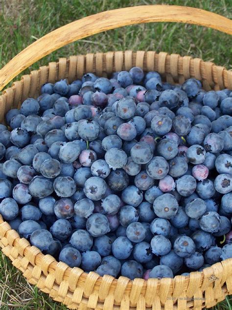 Blue Blueberry Picking