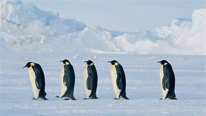 Penguin Penguins Emperor Wallpapers Antarctica Birds Desktop