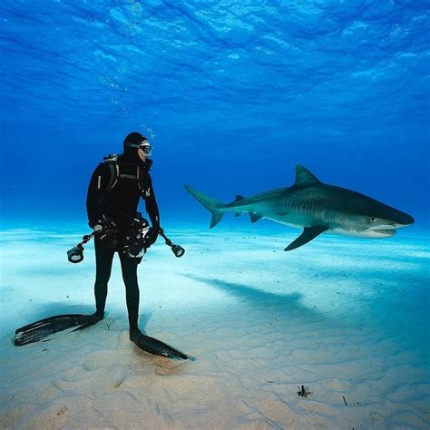 Albums 98 Pictures Depth Divers Vs Sharks Free Download Latest