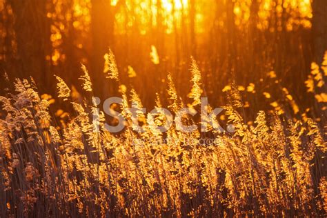 Sunset Reed Stock Photo Royalty Free Freeimages