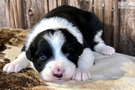 Border Collie Puppy For Sale Near Dallas Fort Worth Texas
