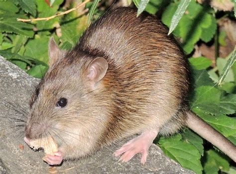 3 Common Types Of Rats In Florida Animal Wildlife Trappers Inc