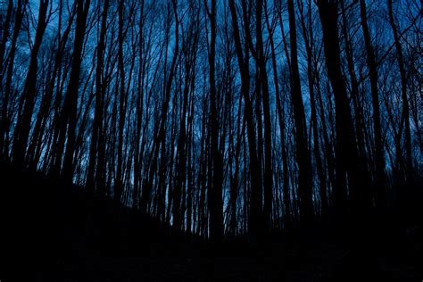 Free Images Tree Forest Branch Light Wood Night Sunlight Dark