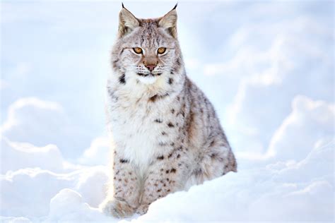 Download Snow Animal Lynx 4k Ultra Hd Wallpaper