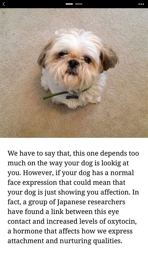 Check spelling or type a new query. Pin by Karen King on Shih Tzu's | Shih tzus, Animals, Dogs