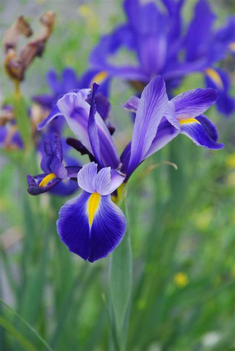 Blue Iris Flower Photograph By Susanne Van Hulst Pixels