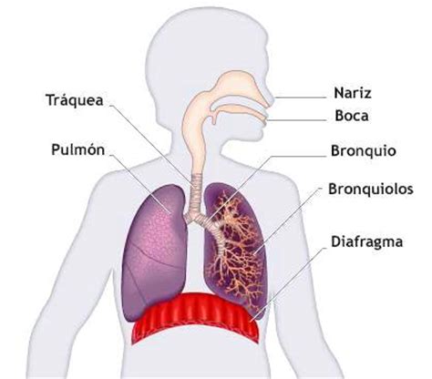 Pdf y word al final del presente artículo. Imágenes del sistema respiratorio - Sistema respiratorio