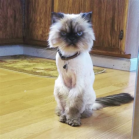 See more of i like cats on facebook. Cats Who Are Not Happy About Their Lion Haircuts