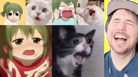 Share 62 Anime Cat Memes Super Hot Induhocakina