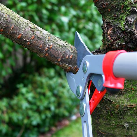 Tree Trimming Tips Elite Tree Care
