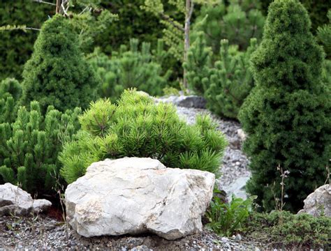 Small Conifers On The Rock Garden Stock Image Image Of