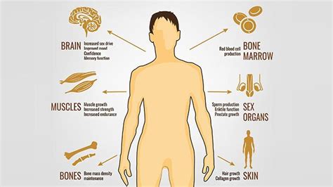 Testosterone Everything You Need To Know