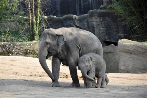 Three Endangered Asian Elephants At Melbourne Zoo Are Pregnant Secret