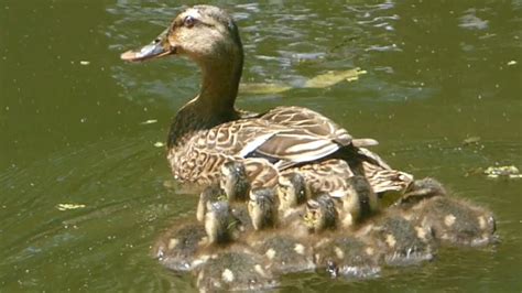 The bear we saw in the woods was a very large animal. A Mother Duck and her Ducklings - YouTube
