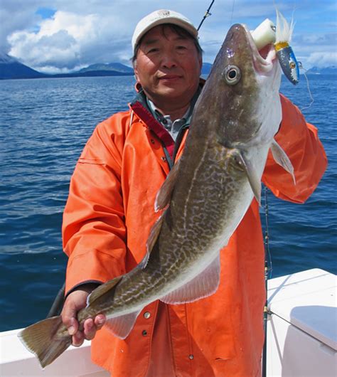 Fish Identification Pacific Cod Gadus Macrocephalus